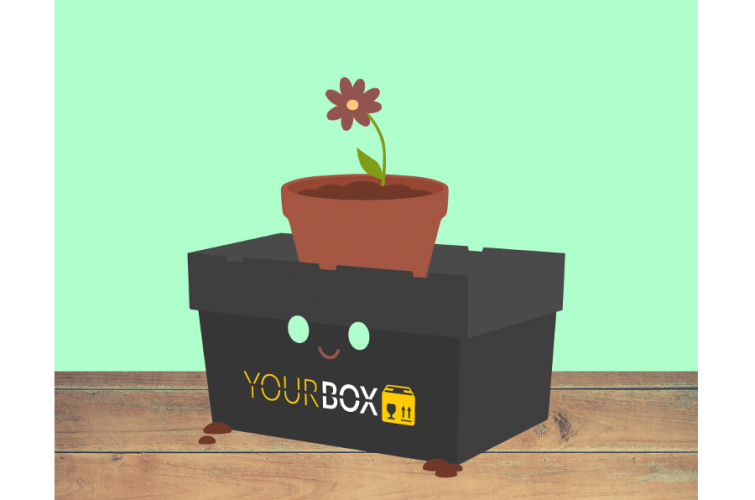 box-blume